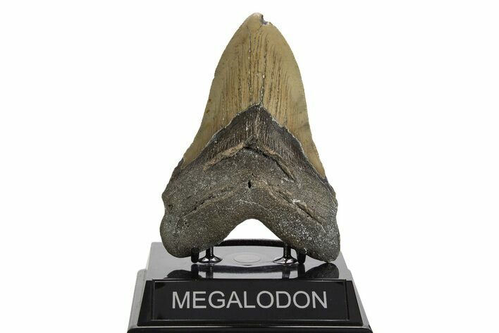 Serrated, Fossil Megalodon Tooth - North Carolina #338598